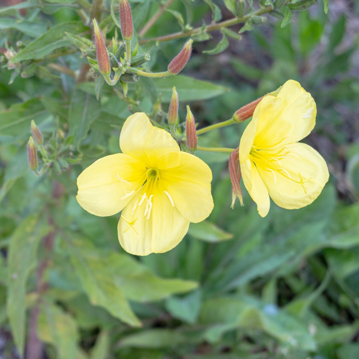 1. Цветочки ослинника в саду у домика в Зеленогорье, где я остановился. Сняты ещё в 6:55 утра, когда я ждал водителя.