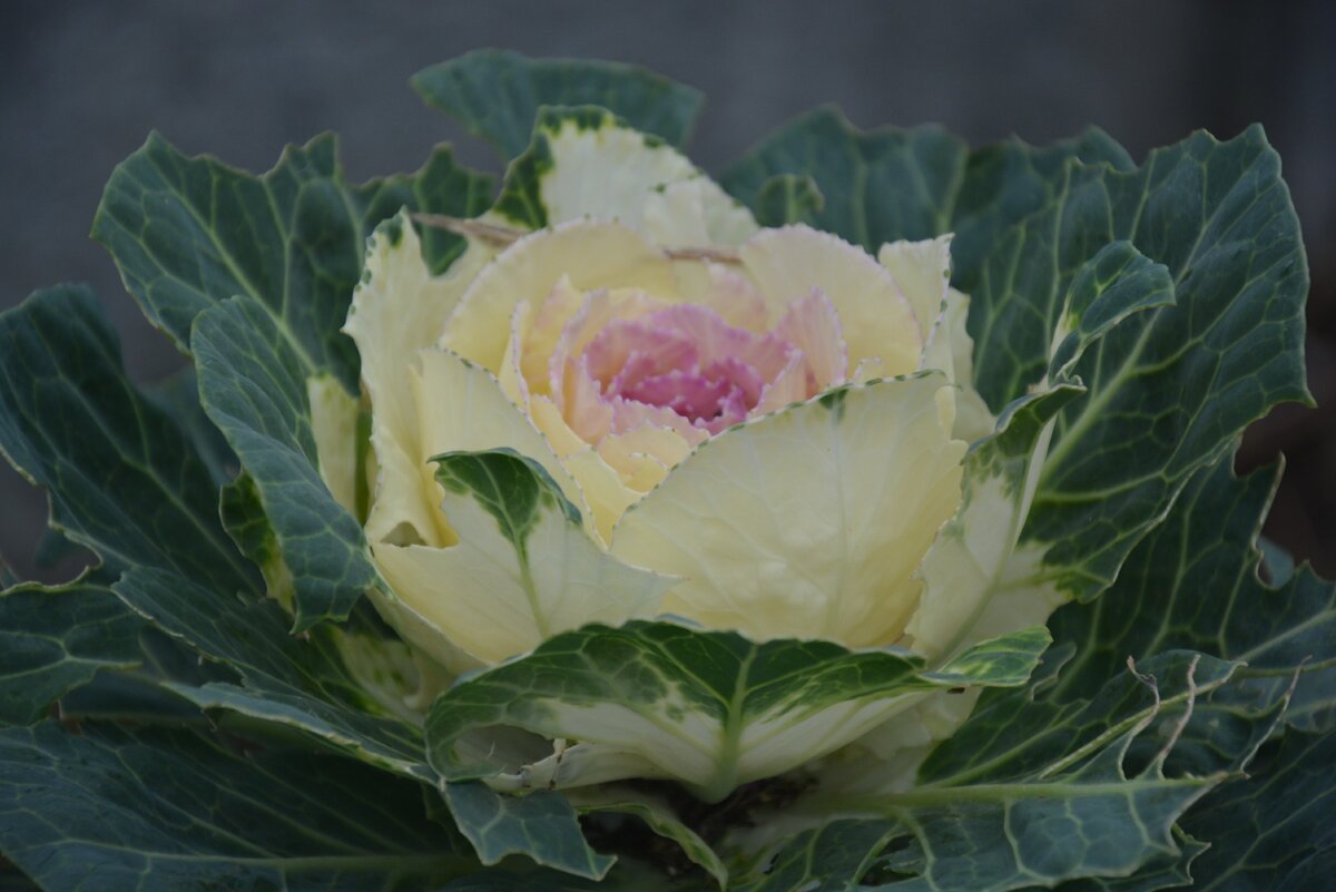 Крейн биколор