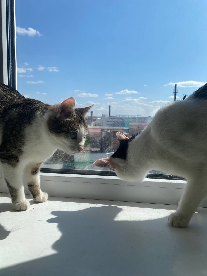 Тощая, облезлая, некрасивая - ну кому такая нужна? Но Гайка не теряла ...