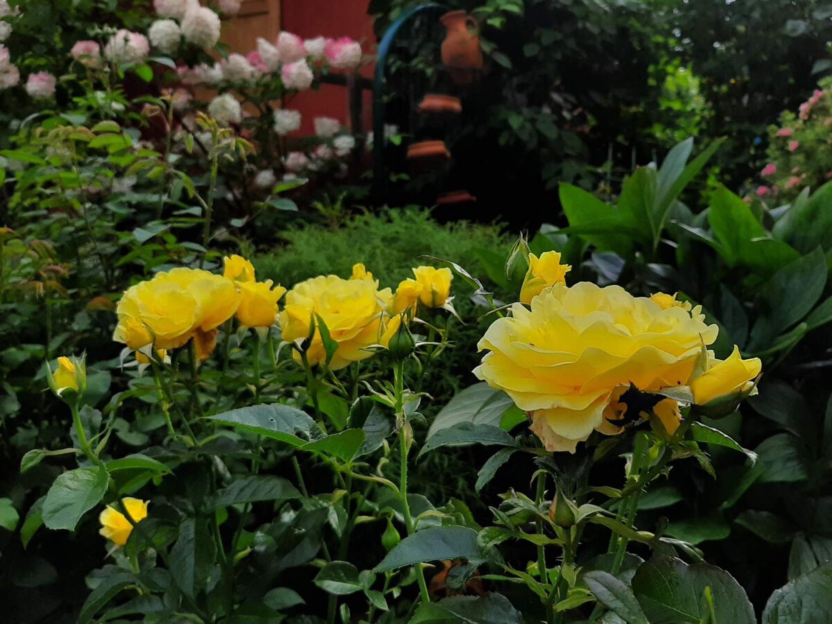 Голден Смайл. Флорибунда.