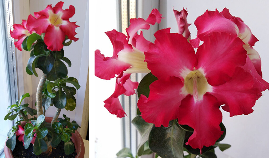 Мой красавчик - мини-сорт адениума