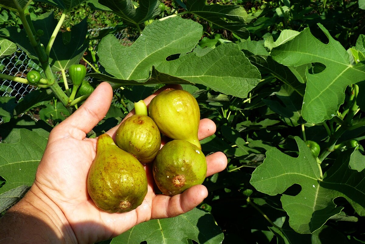 Сразу после дождя начал спеть первый урожай инжира. Хотя я его регулярно до этого заливал водой, но плоды сидели и ждали воды иной.