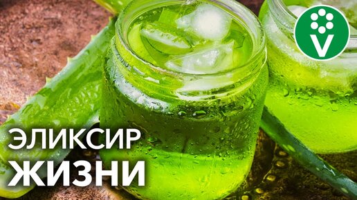 Целительная сила Алоэ: правильный рецепт для здоровья и красоты