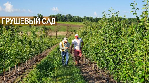 ГРУШЕВЫЙ САД. Сорт Любимица Клаппа. Гектар груш для пенсионера. Фермерское хозяйство Василе Берзой.