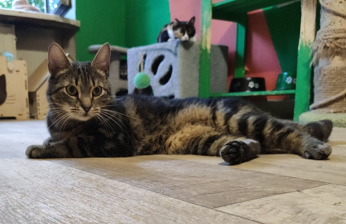 Фото автора. Серж - котик приюта требующий адаптации