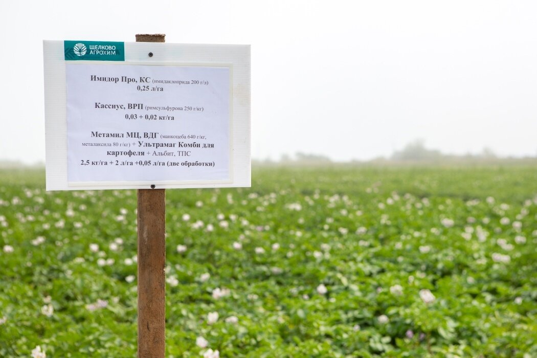 поле сахалин. огоньки цветы сахалин. поле сахалин. цветок сахалинский огонек. поле сахалин.