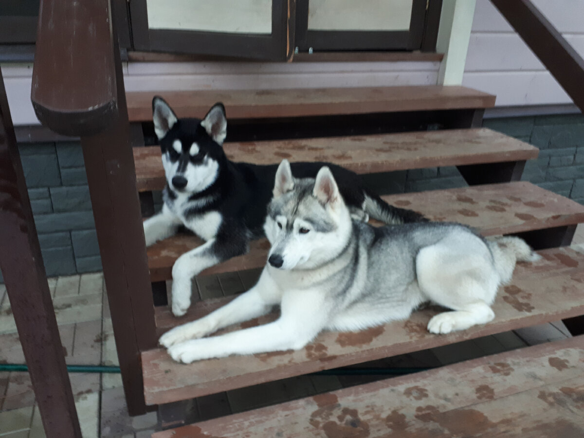 Ларчи и Джесси