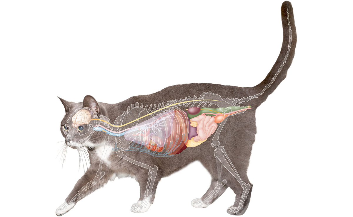 Cat anatomy. Анатомия кота мочевой пузырь. Анатомия кошки органы. Мочевыделительная система кошки анатомия. Анатомия мочеполовой системы кошки.