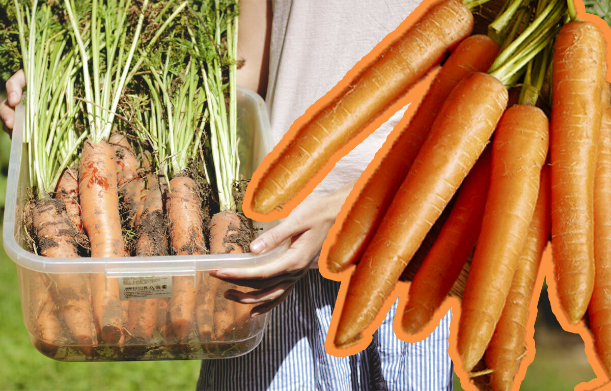 Как хранить морковь в квартире. Хранение корнеплодов. Как сохранить морковь на зиму. Как хранить морковь на зиму. Как правильно хранить морковь на витрине для продажи.