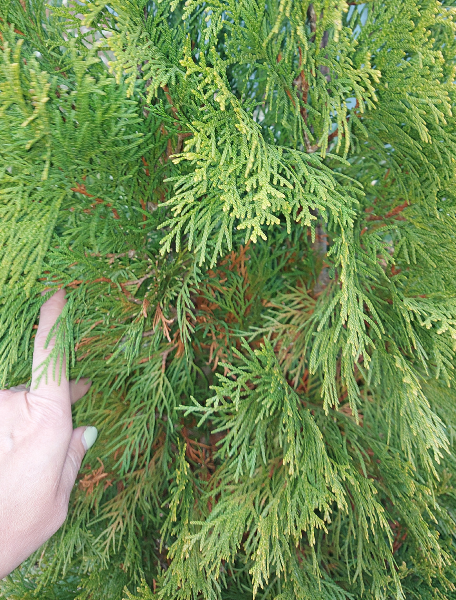 Туя Западная Смарагд (фото автора канала)