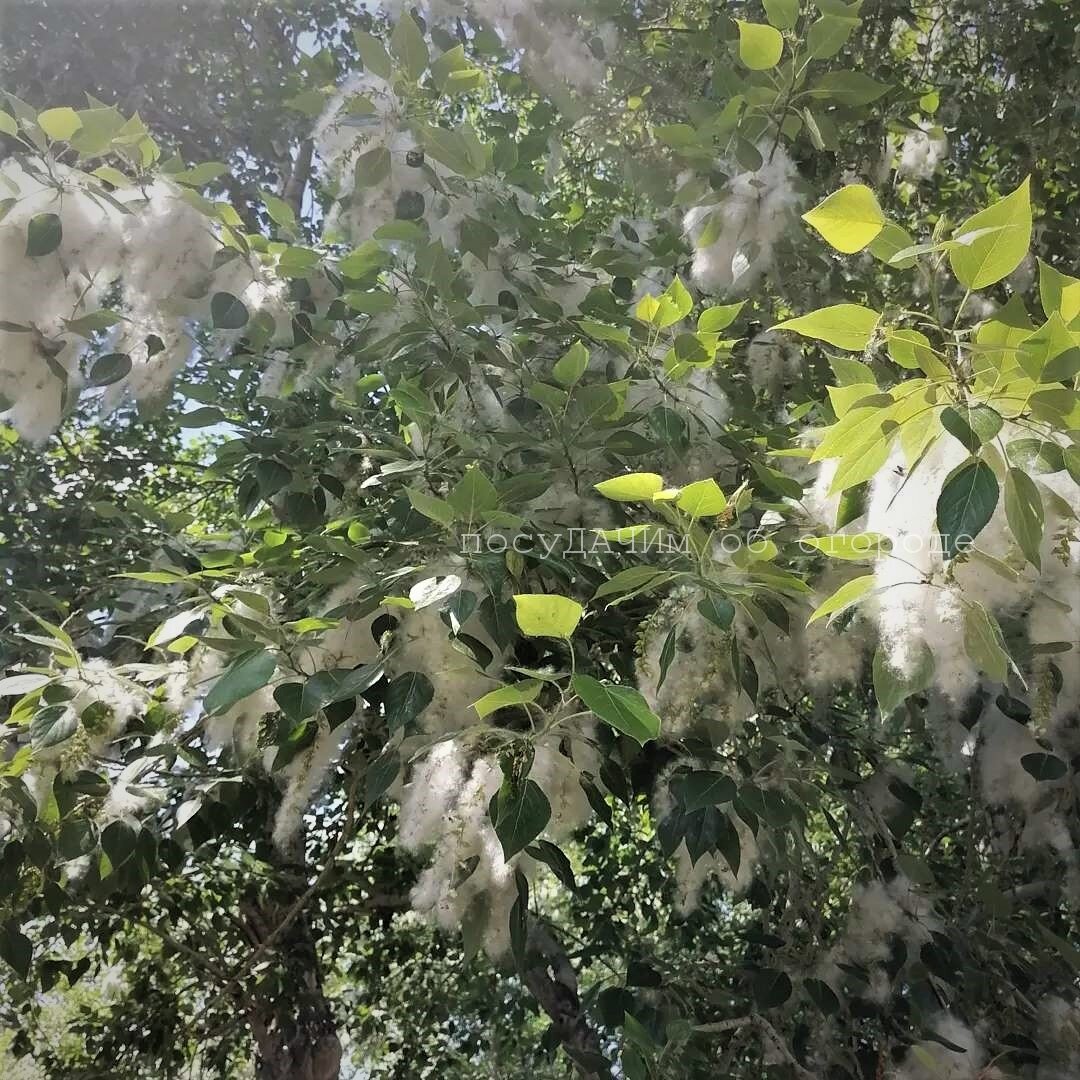 У многих людей аллергия на тополиный пух