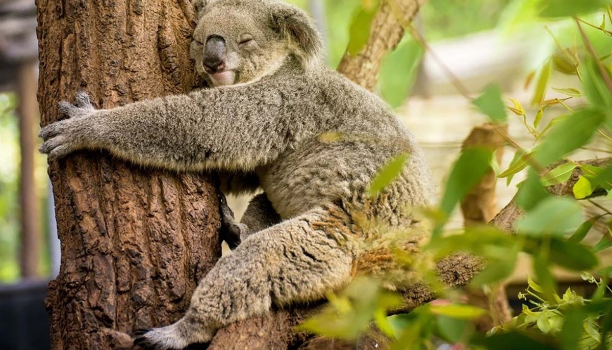 Коалы могут спать до 18 часов в сутки