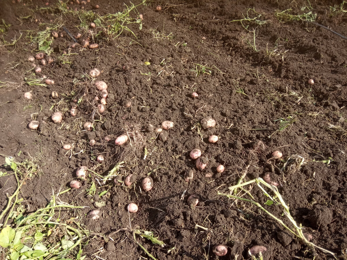 Фото автора Говорят, что сейчас копают второй урожай...