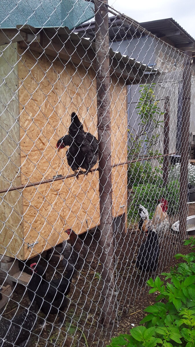 Курица залезла на ограду и изрядно испугалась