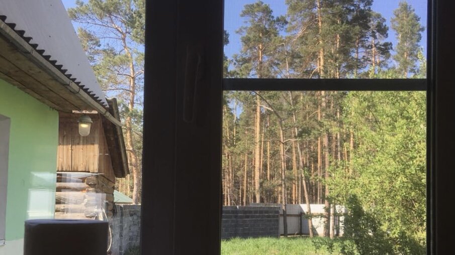 Вид из окна на сосновый лес.