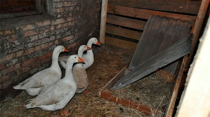 Гусям на зиму нужно помещение (фото Яндекс-картинки)