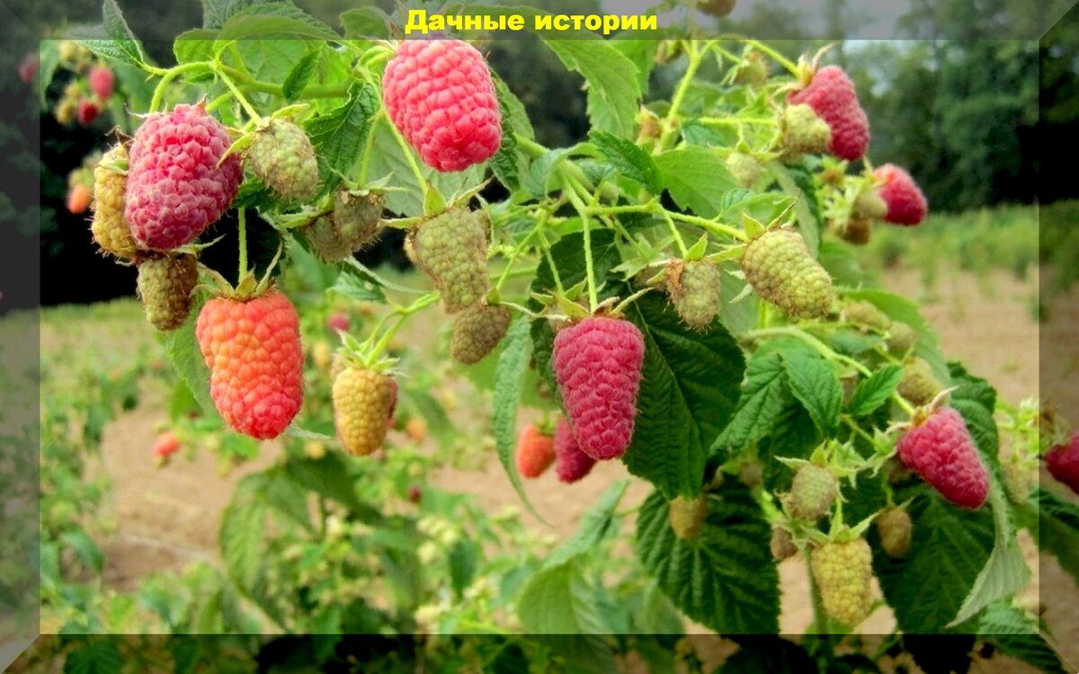 Купить саженцы Ремонтантная Малина Нижегородец в Беларуси с доставкой