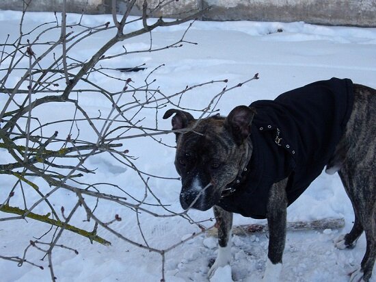 Зимой надеваем на него одежду))