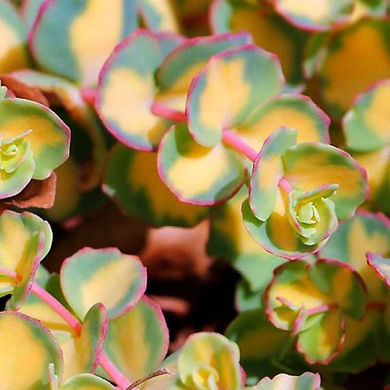 Многоцветная листва сорта Mediovariegatum. Фото с сайта: https://clck.ru/YvdK4.