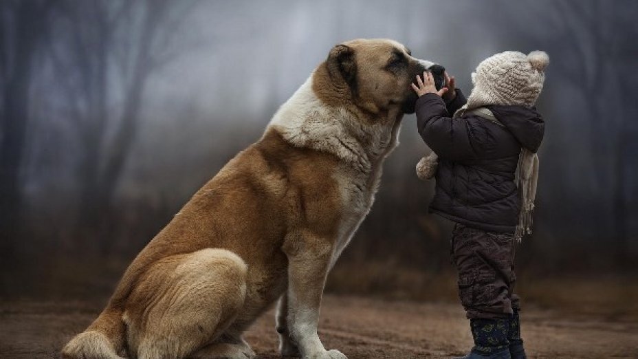 Какие собаки опасны для детей
