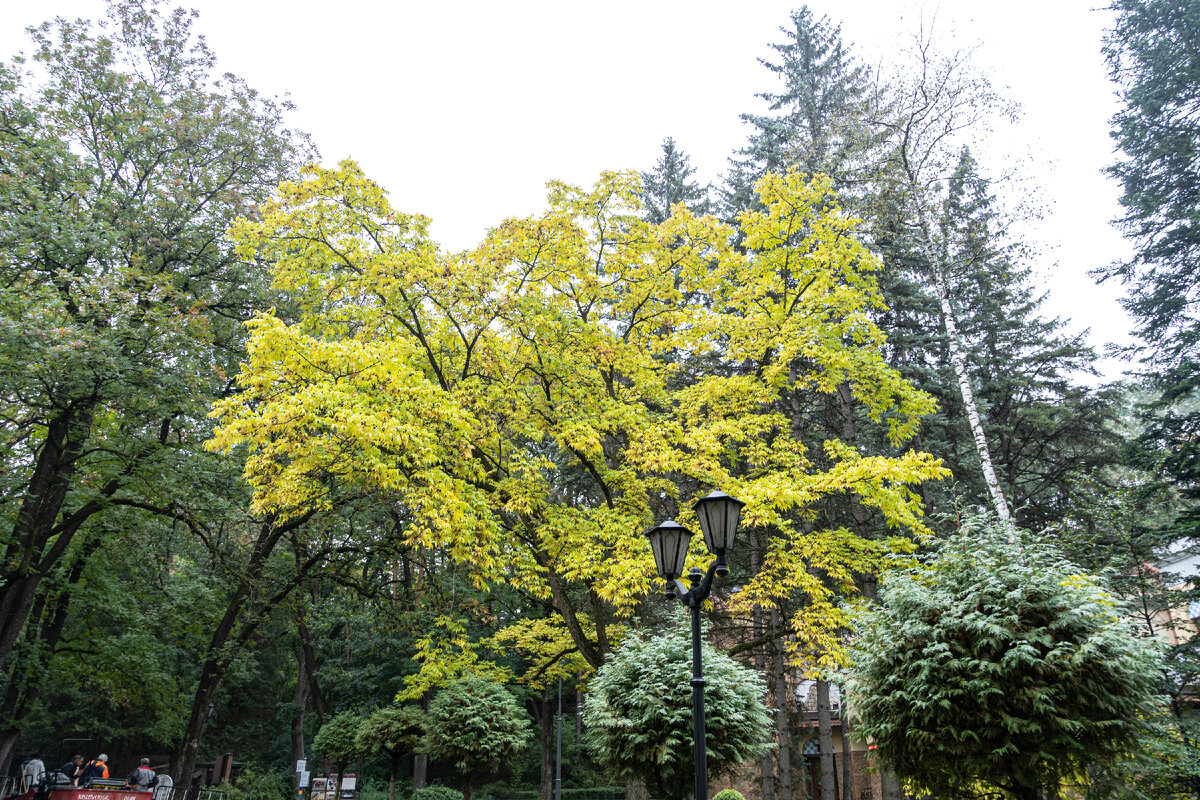 2. Лиственные деревья в долине Ольховки.