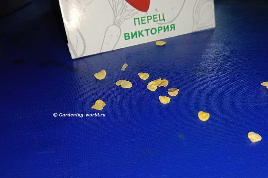 Очень сухие семена перца Виктория с прошедшим сроком годности все-таки удалось вернуть к жизни 