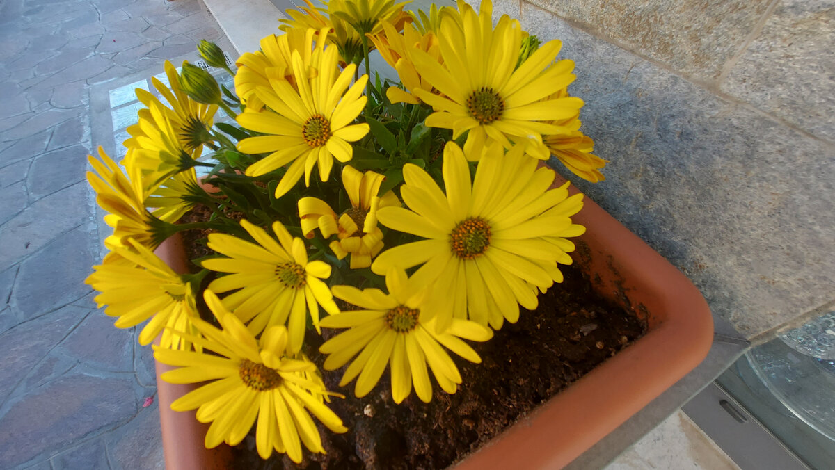 Магазины обновили вазоны у входных дверей к Пасхе