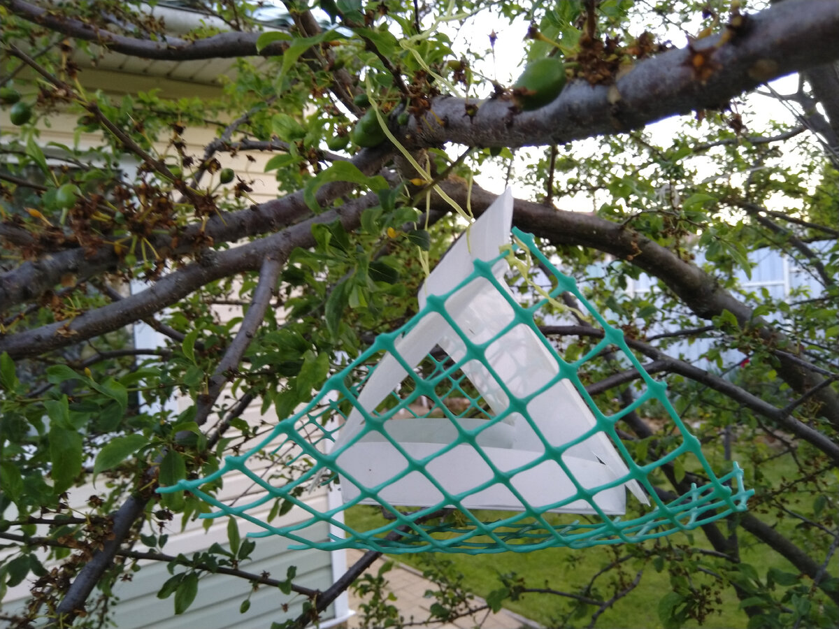 Ловушка на сливе(фото мое)