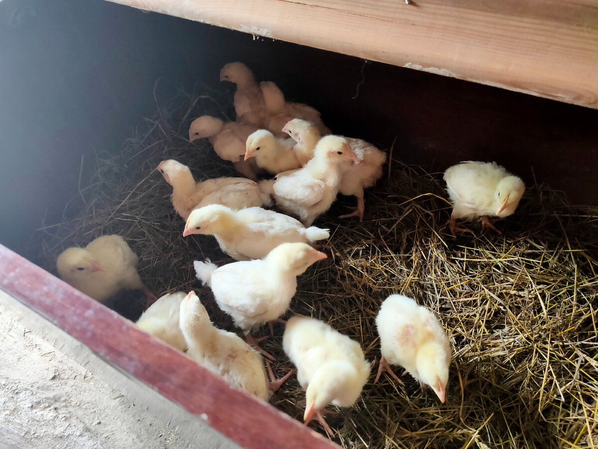 Купленные 2-недельный бройлеры. Изучают новый дом