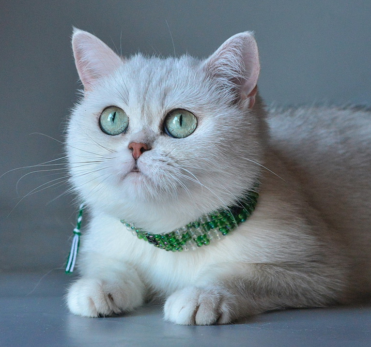 Kamilla Silver County