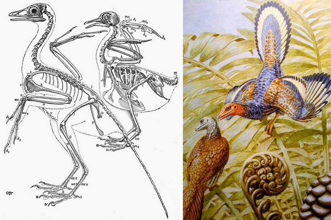Потомки археоптерикса. Палеонтология Археоптерикс. Археоптерикс, Иберомезорнис. Археоптерикс скелет. Archaeopteryx скелет.