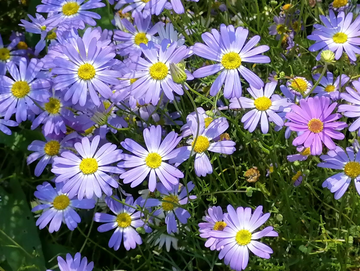 Моя брахикома