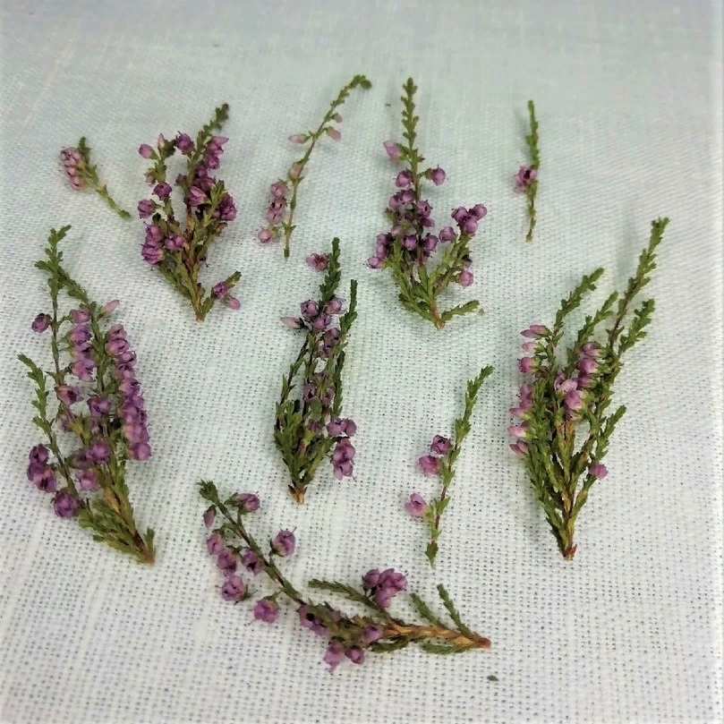 Вереск лесной