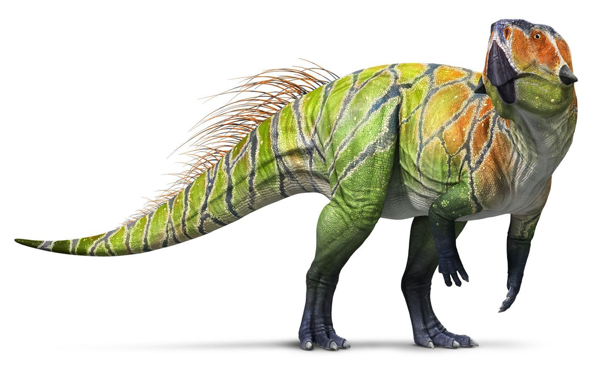 Это пситтакозавр — ещё один орнитопод с перьями. Один вид этого динозавра, кстати, тоже жил в России. 