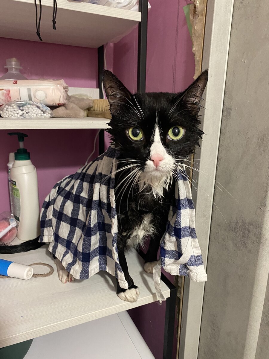 Мыть кота лучше в тёплой воде. Так он не будет брыкаться и станет паинькой. 