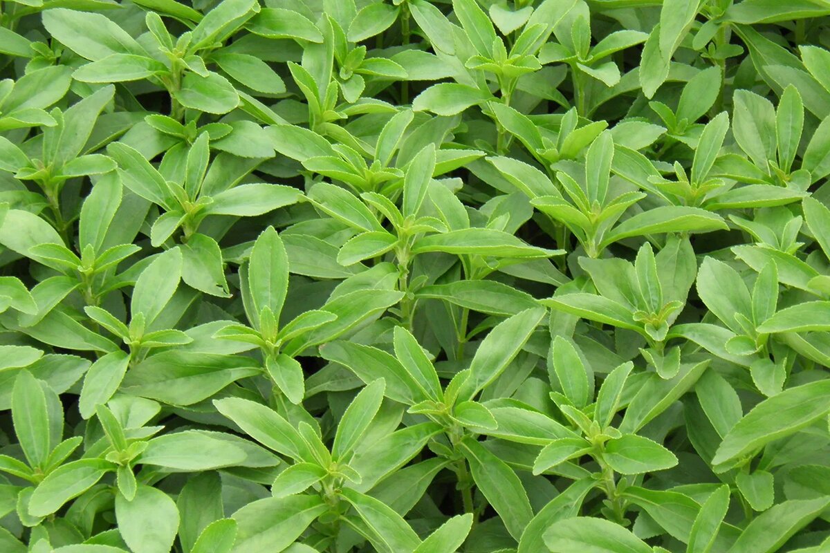 Стевия, фото с сайта krestyanka.com