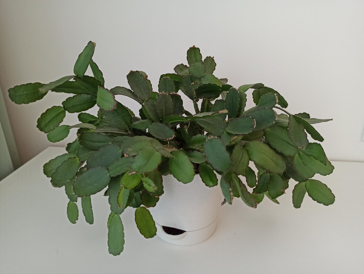 Декабрист. Цветет мелкими цветами красного цвета