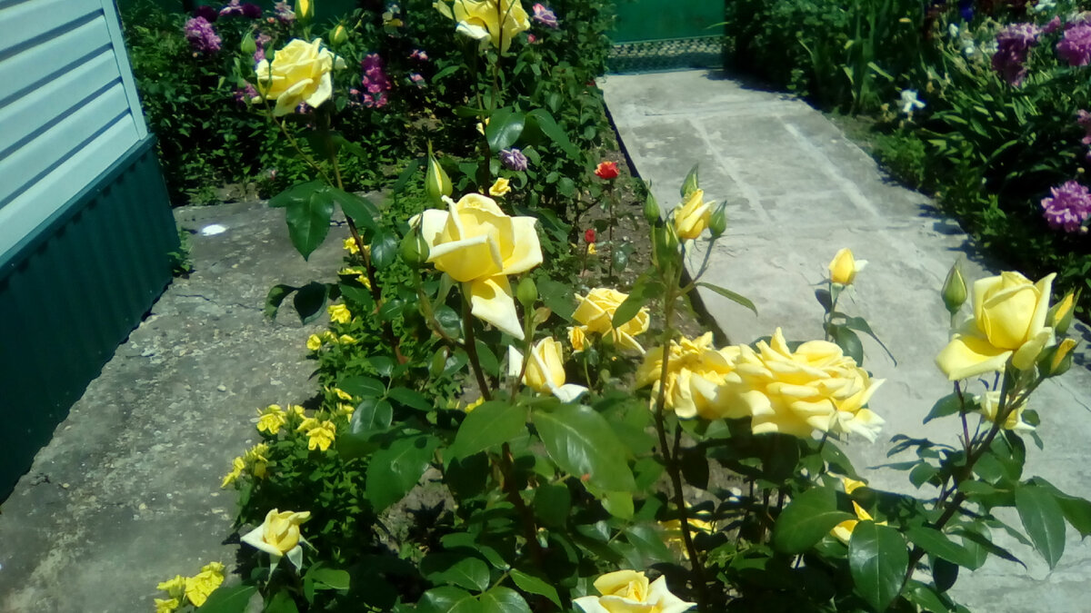 Фото автора. Весна 2023. Весенние цветы.