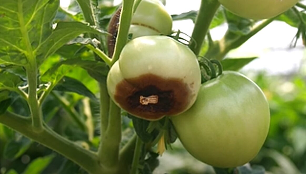 Стоп-кадр видео