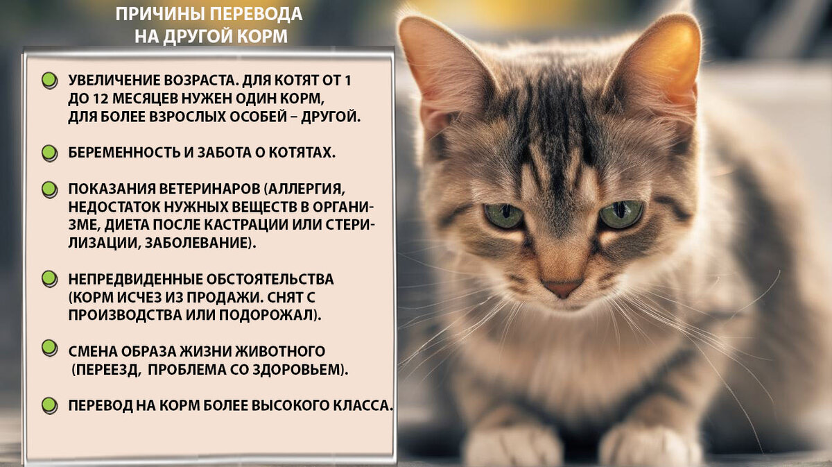 Red cat перевод