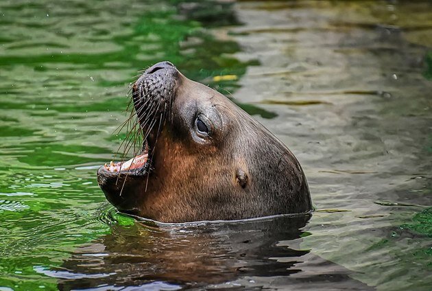 Фото: commons wikimedia