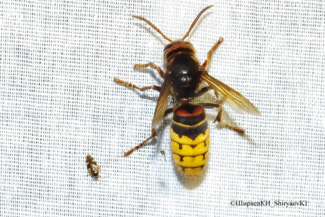 Сначала была работа по установке светоловушки. Для неё вбили две трубы. В них вставили жерди. Между ними натянули белую ткань размером с простыню. За ней установили стремянку, к которой привязали обычные грабли, между зубьями, наконец, повесили лампу точную копию тех, что освещают улицы города. На свет прилетело насекомое, название его я знаю точно – ШЕРШЕНЬ. Виды ещё семи определит энтомолог. На них будет отдельная страница.
