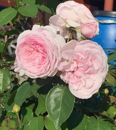 09 сентября 2023 года. Последняя подкормка роз. Обработка клубники.