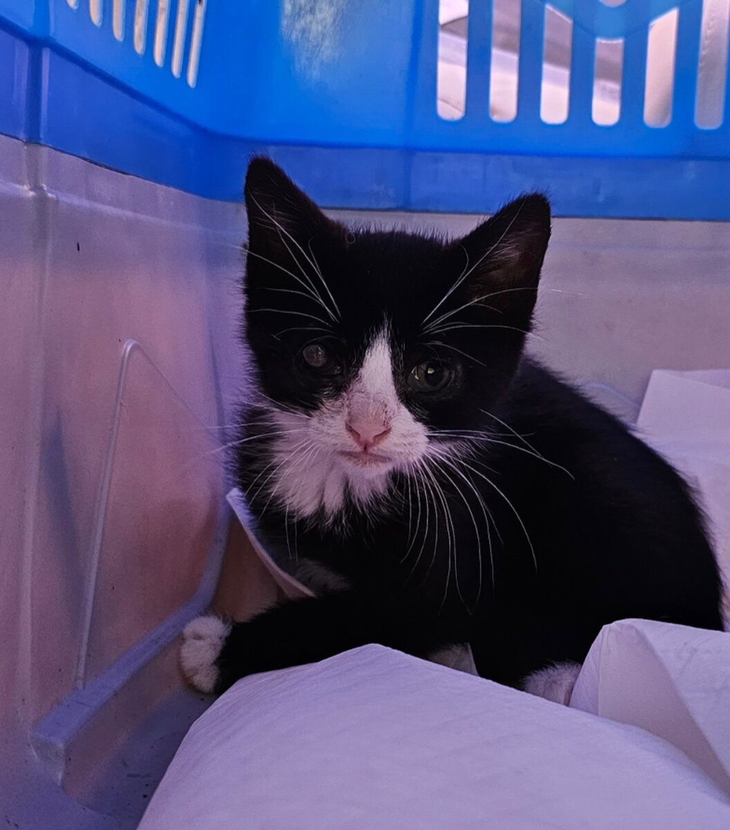 Фото автора. Едем домой. Вот таким мне его отдали.