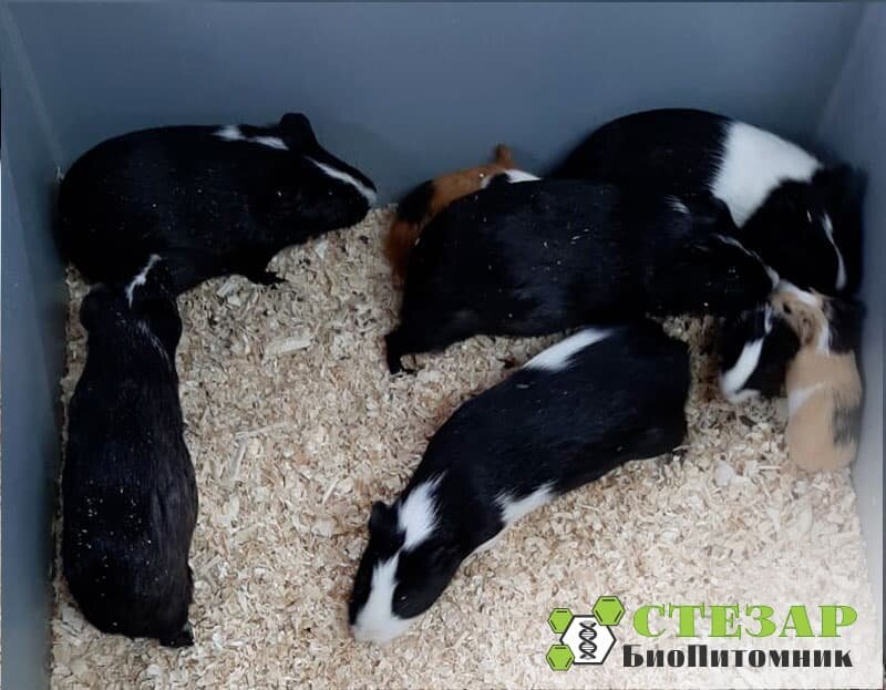 Морские свинки Агути в БиоПитомнике Стезар / Фото с нашего сайта www.biopitomnik.ru