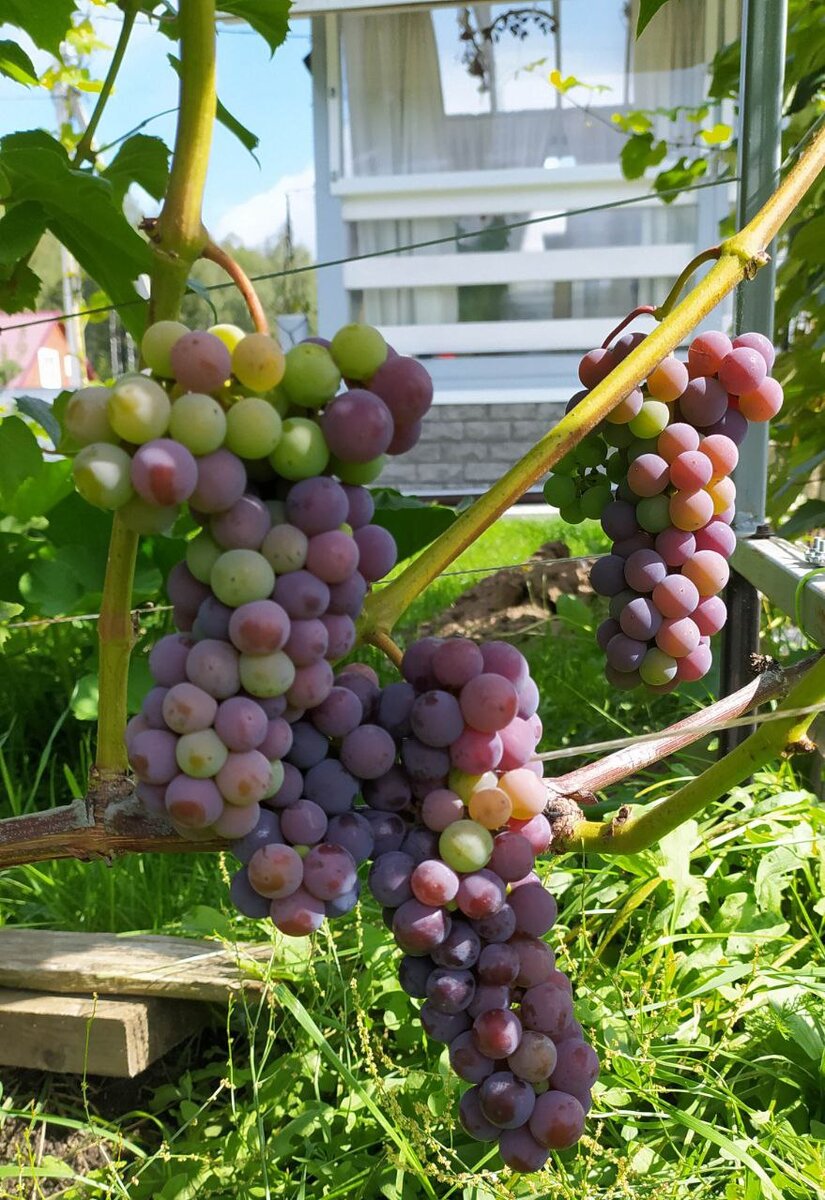 "И такой у нас тоже растет". Фото из семейного архива Ахметзяновых.