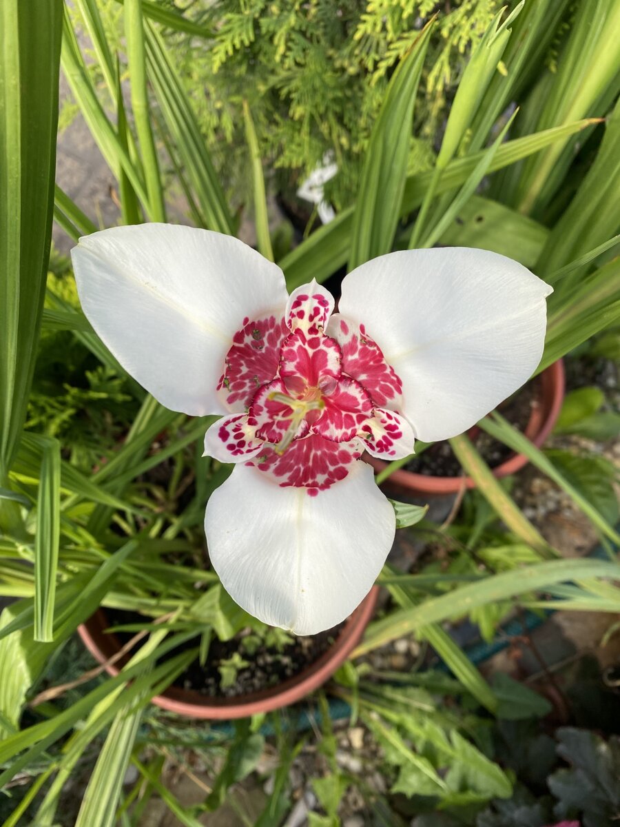 Тигридия белая, фото автора