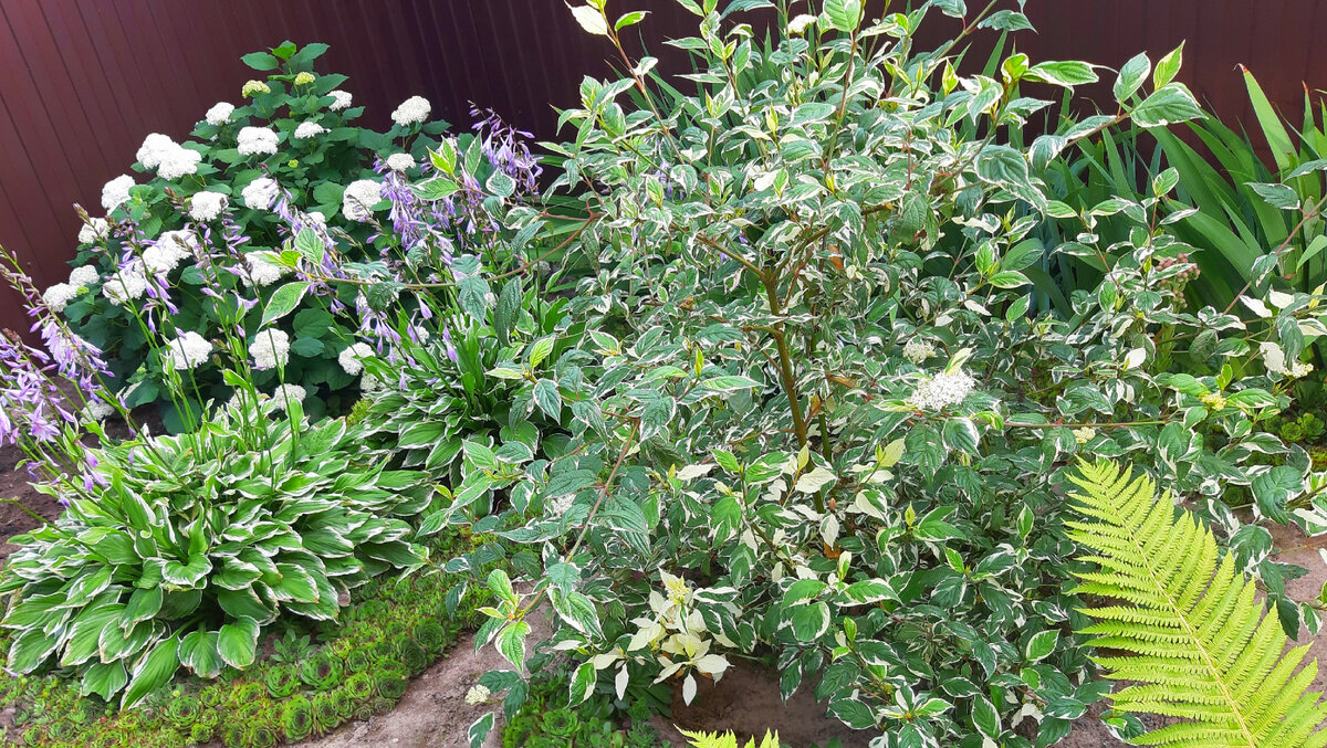 Где купить хорошие саженцы? Недорогие и качественные? | Цветущий мир | Дзен