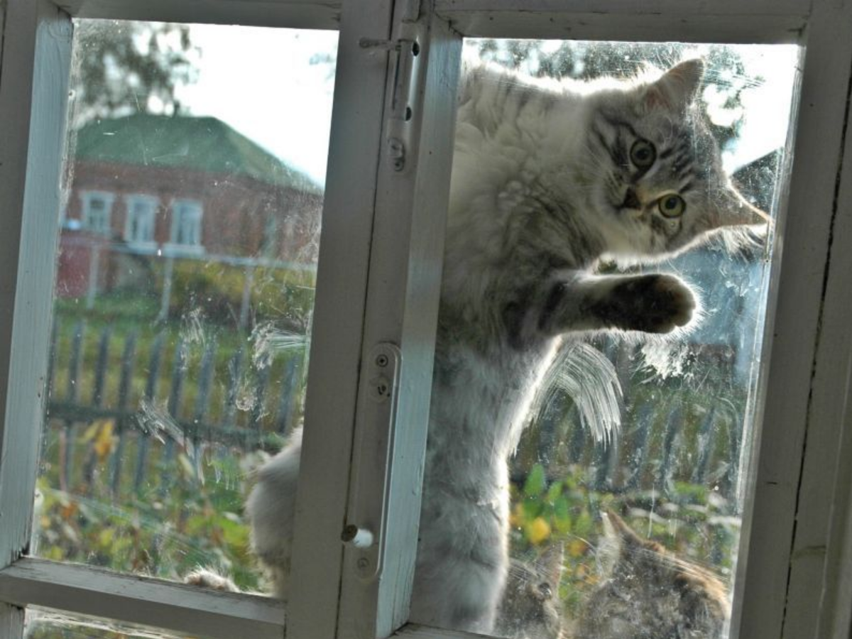 Кот заглядывает в окно. Кот на окне. Кот стучится в окно. Кот в окошке.