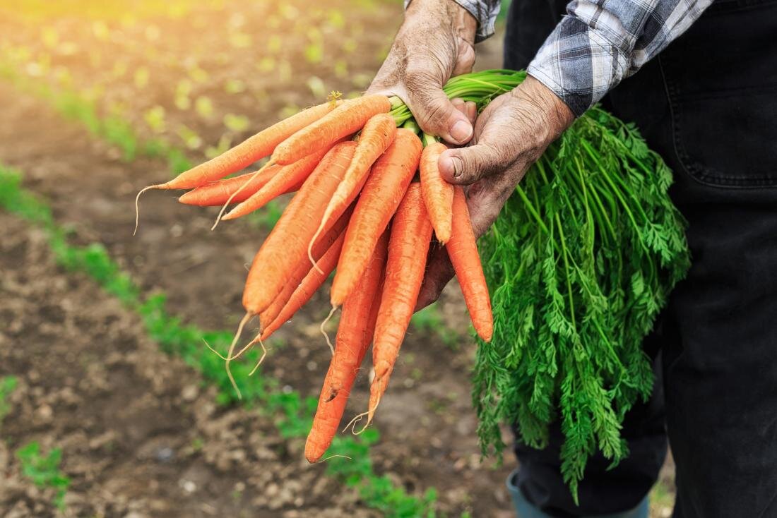 Морковь содержит большое количество бета-каротина, который может предотвратить некоторые виды рака.